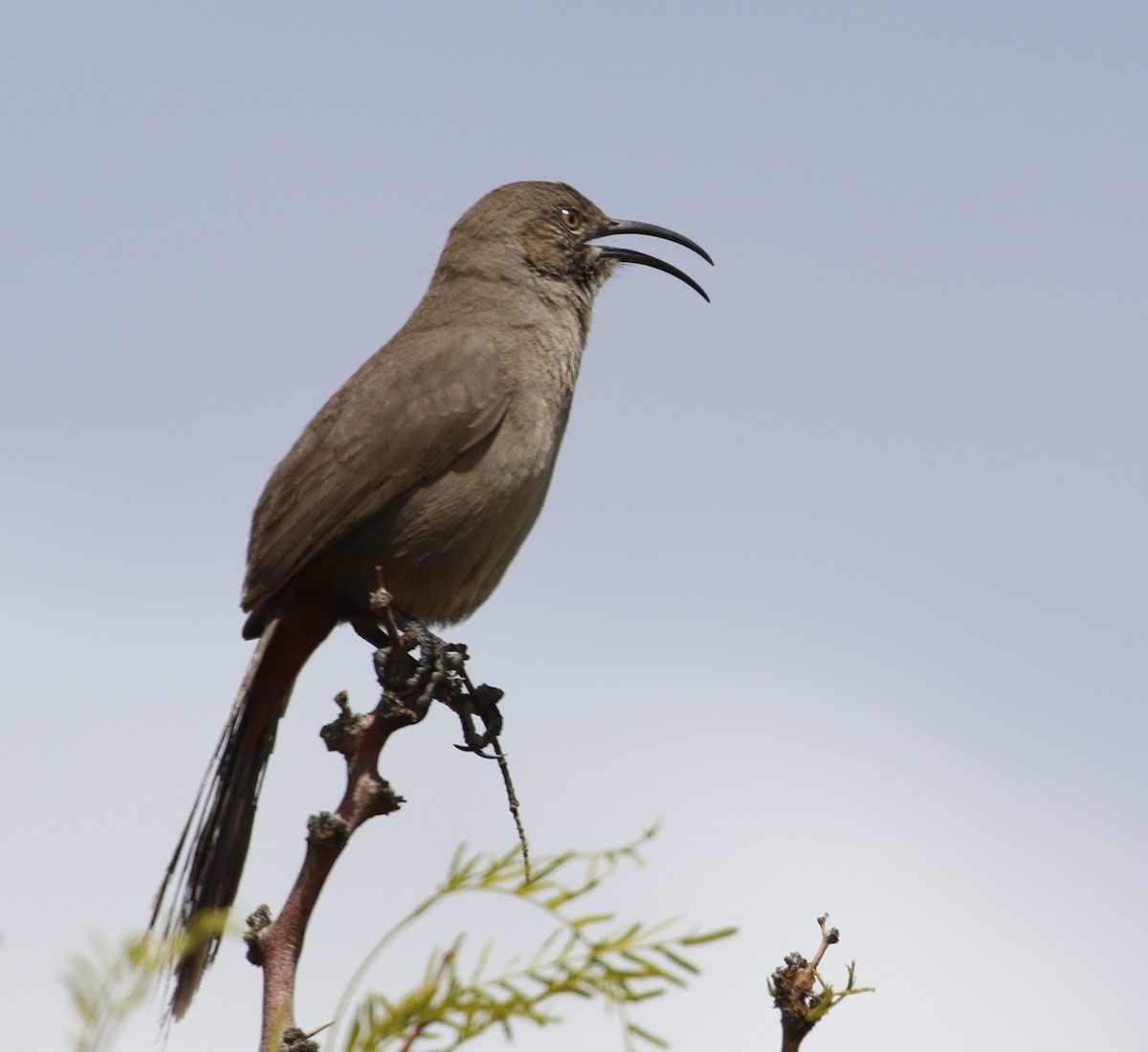 Crissal Thrasher - Robert Bochenek