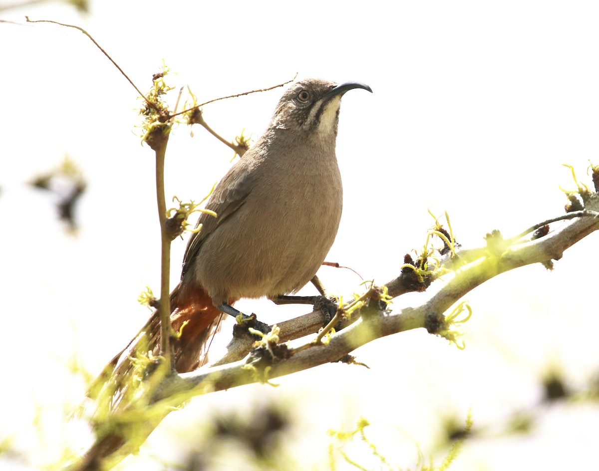 Crissal Thrasher - Robert Bochenek