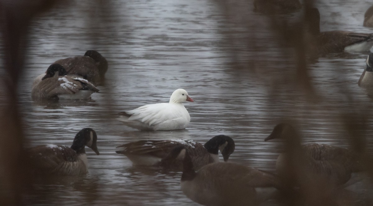 Ross's Goose - ML528221271