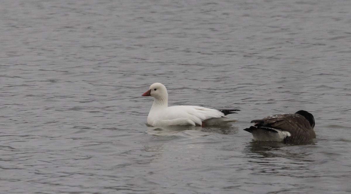 Ross's Goose - ML528221321