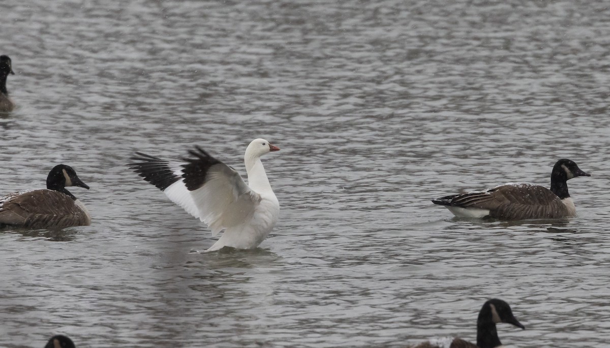 Ross's Goose - ML528221561