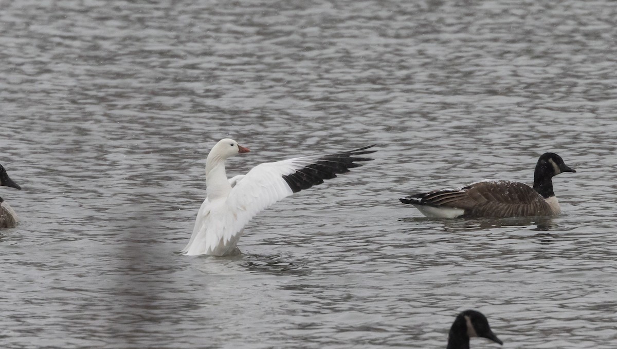 Ross's Goose - ML528221631