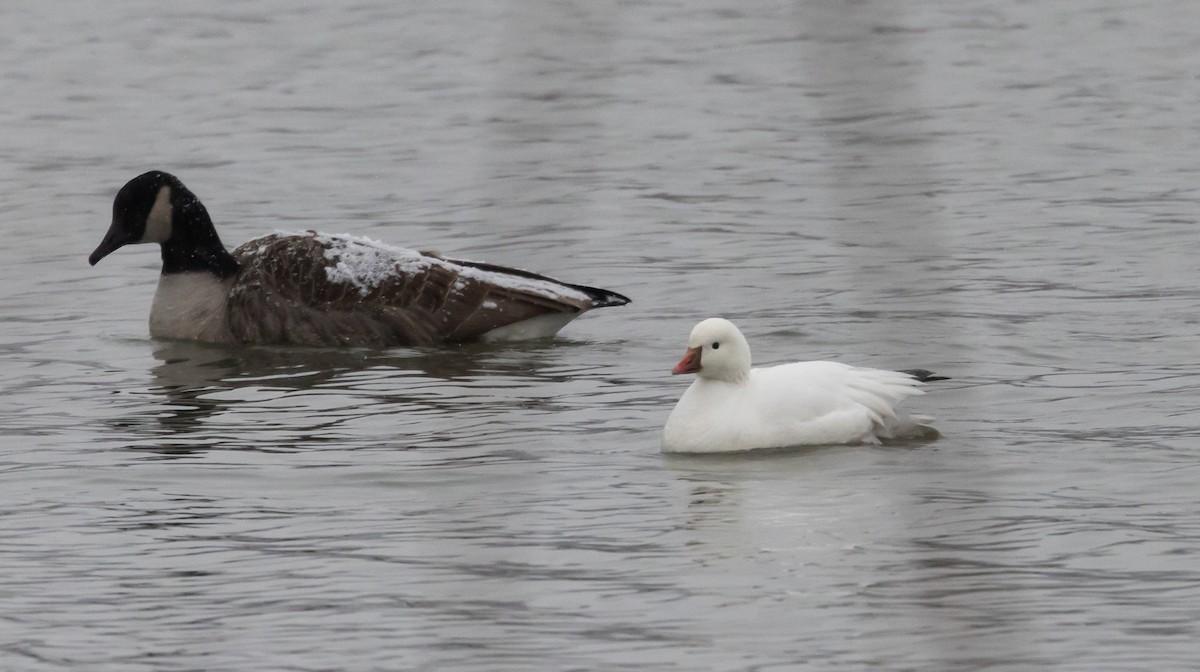 Ross's Goose - ML528221681