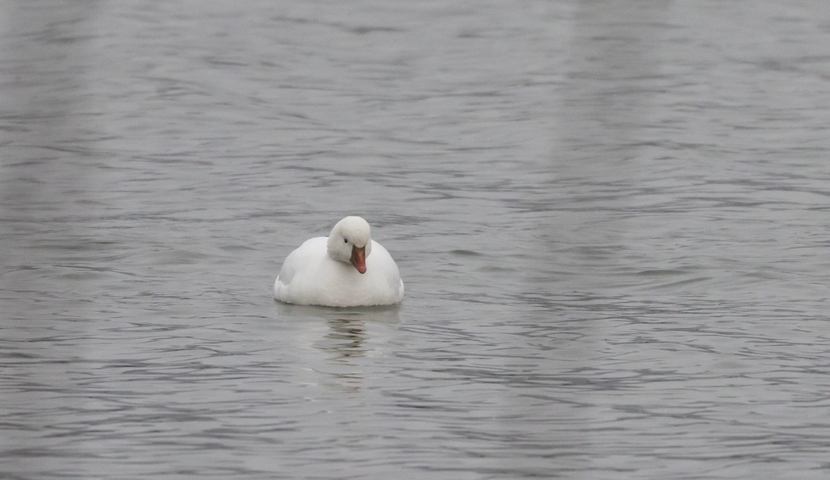 Ross's Goose - ML528221851