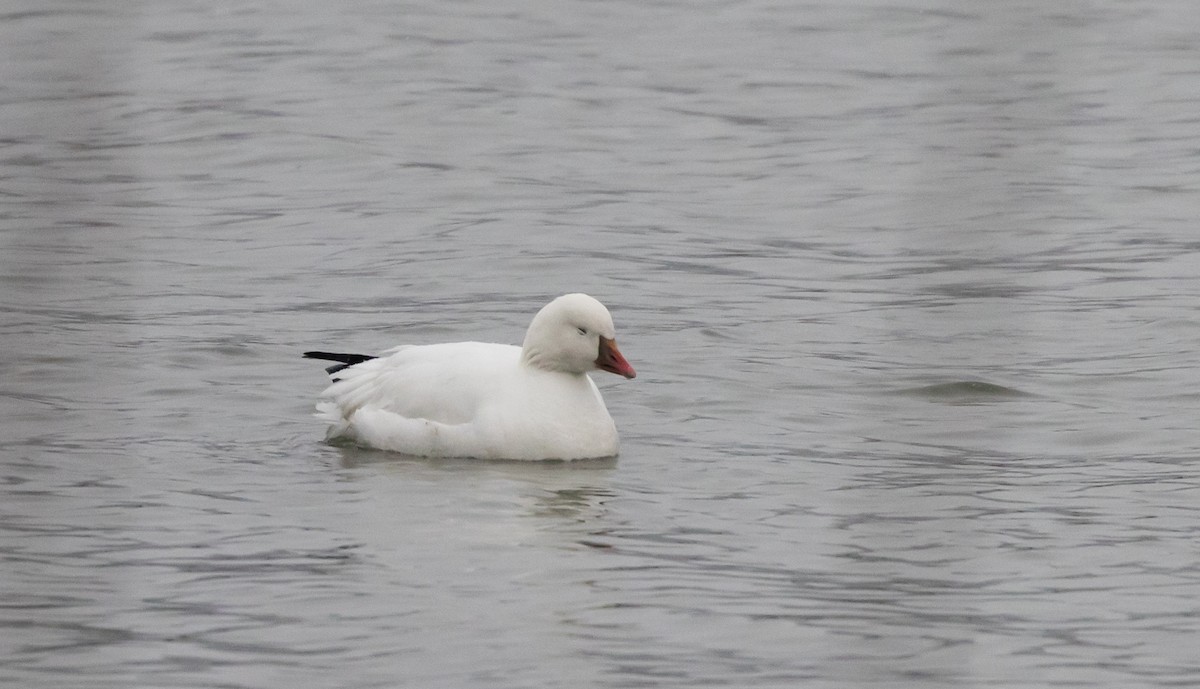 Ross's Goose - ML528221881