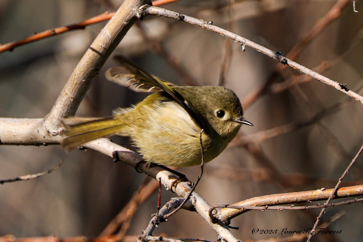 Ruby-crowned Kinglet - ML528222021