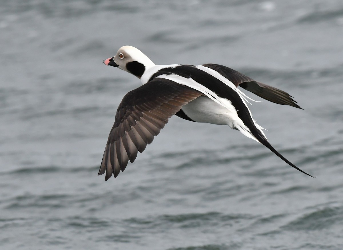 Long-tailed Duck - ML528222141