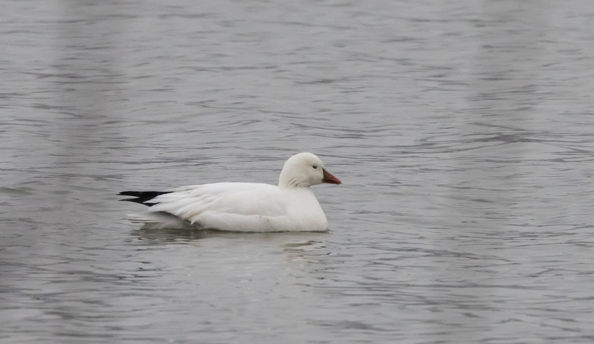 Ross's Goose - ML528222191