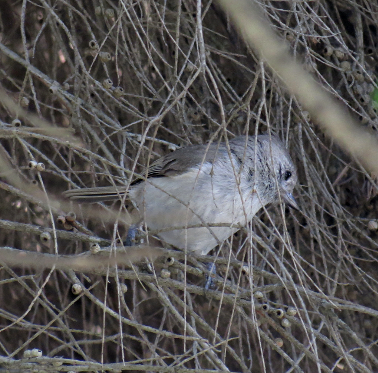 Oak Titmouse - ML52822231