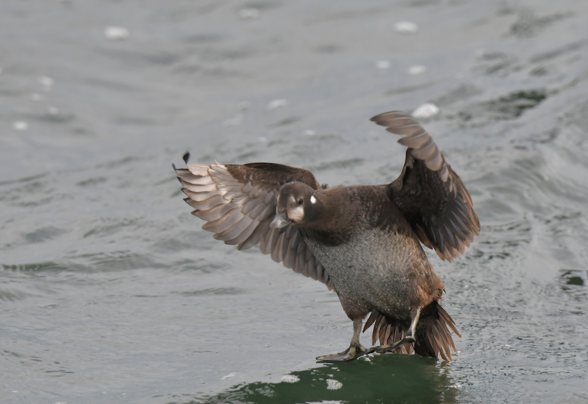 Harlequin Duck - ML528222731