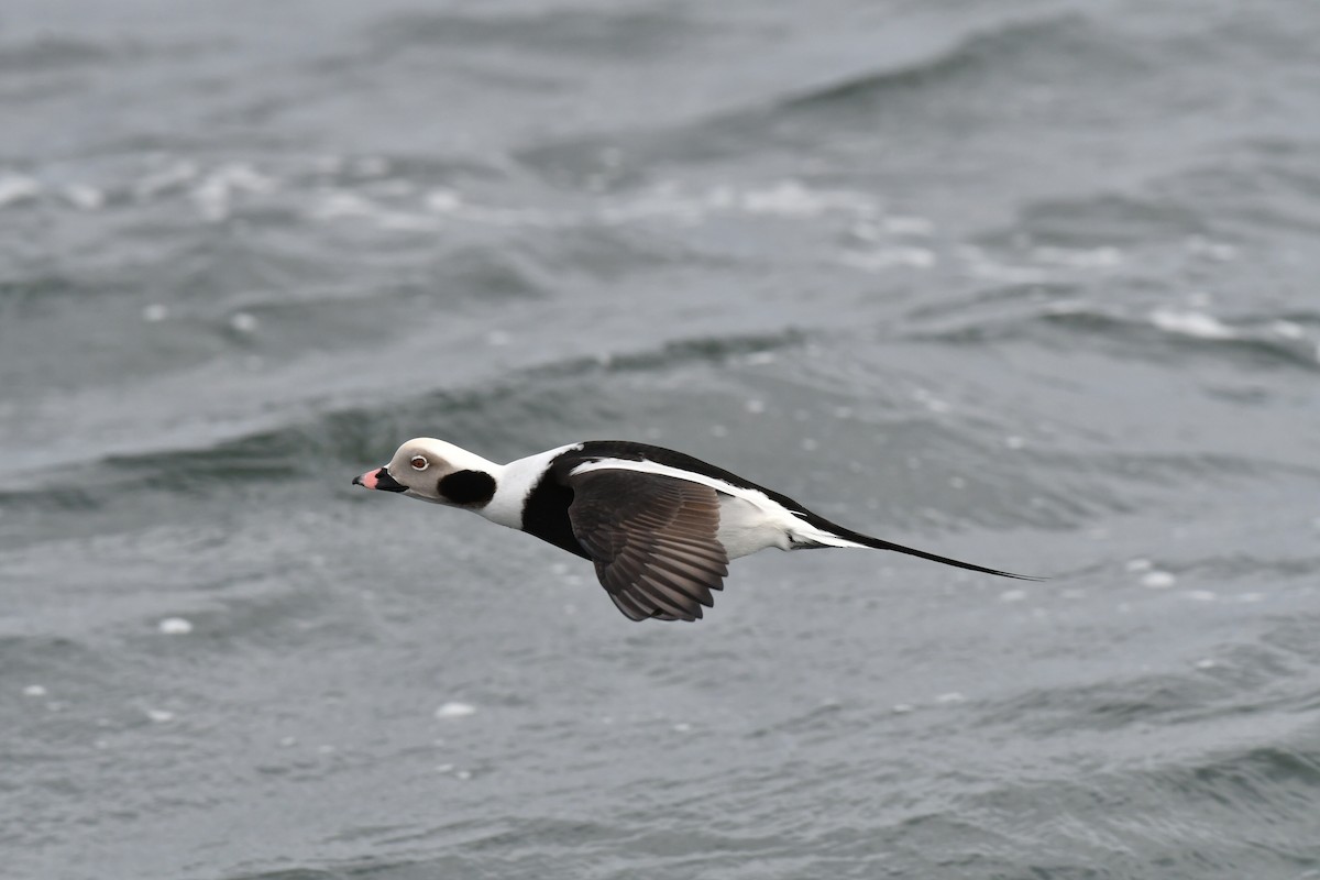 Long-tailed Duck - ML528222821