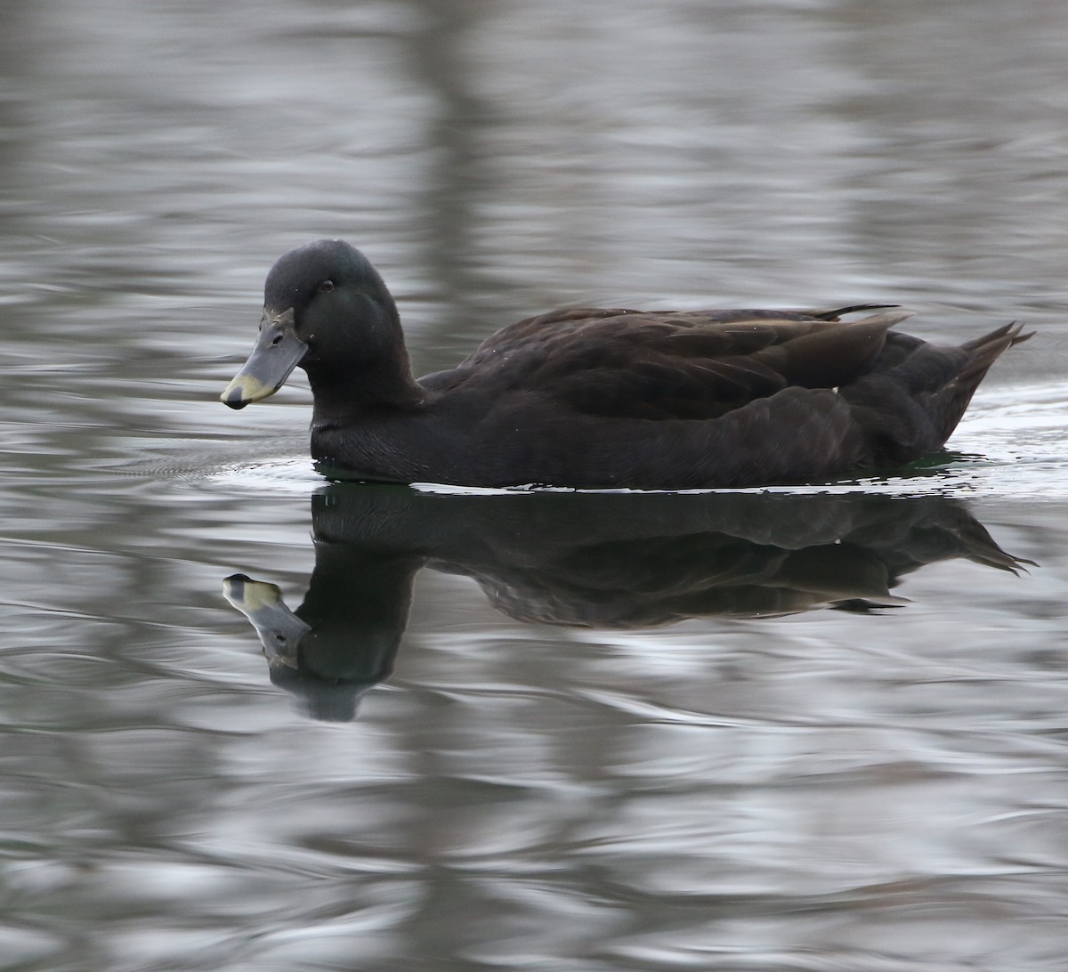 anatidé sp. (canard sp.) - ML528223701