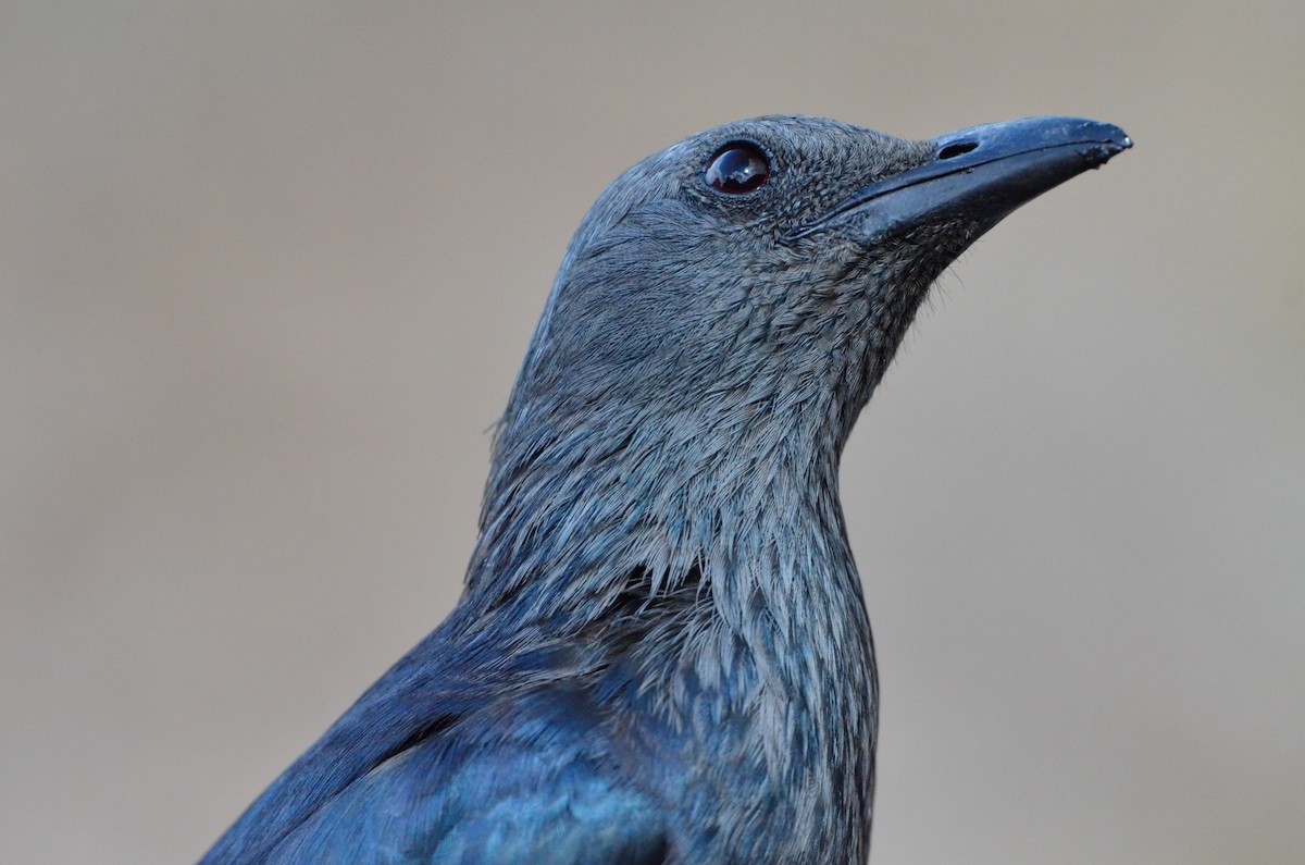 Red-winged Starling - ML52822371