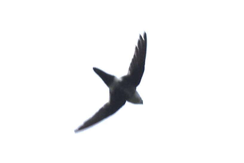 White-tipped Swift - ML528223781