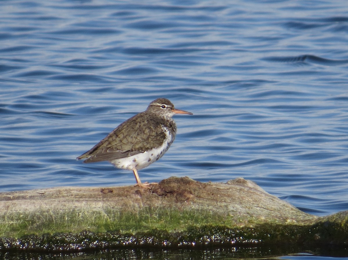 Spotted Sandpiper - ML528224841