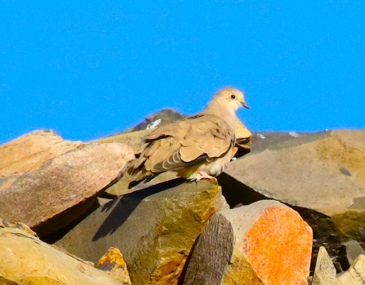 Golden-spotted Ground Dove - ML528225981