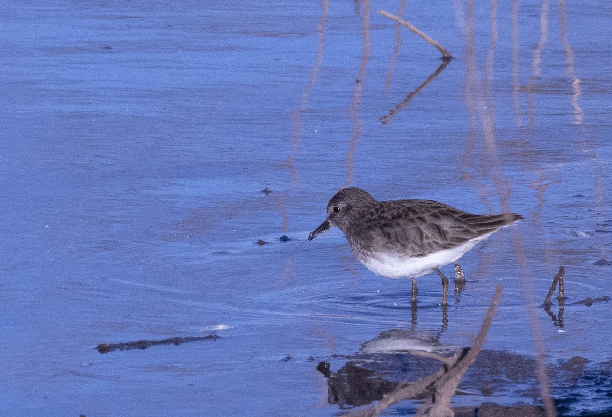 Least Sandpiper - ML528226001