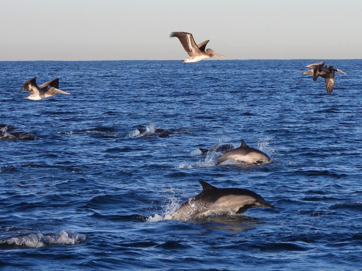 Brown Pelican - ML528226281