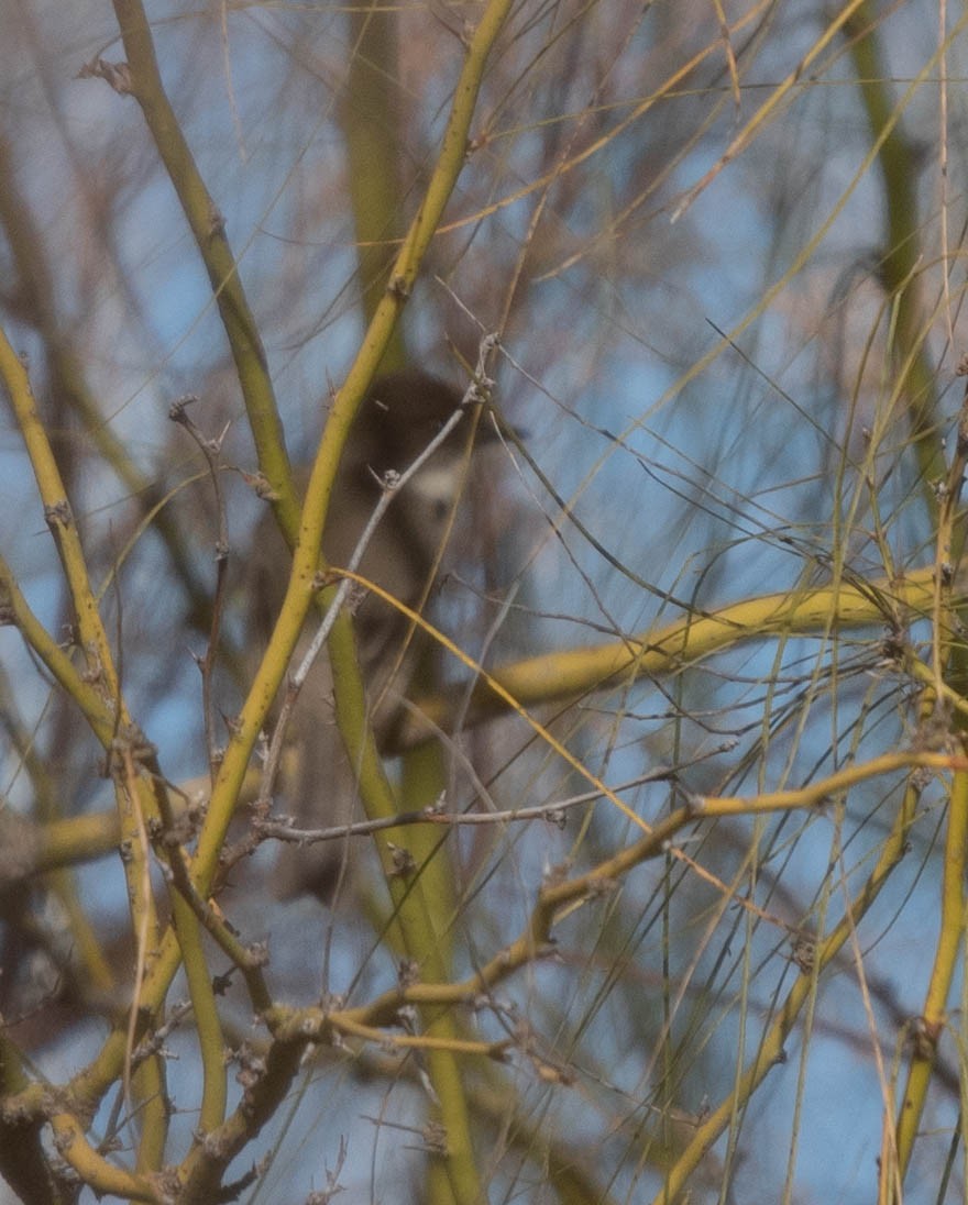 Eastern Phoebe - ML528226501