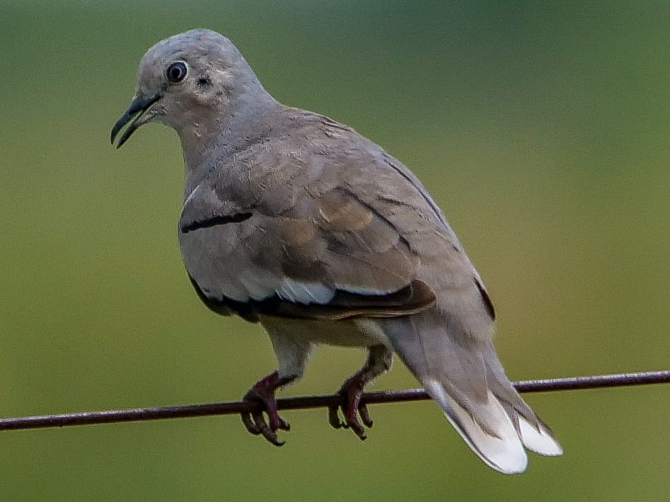 Picui Ground Dove - Roger Horn