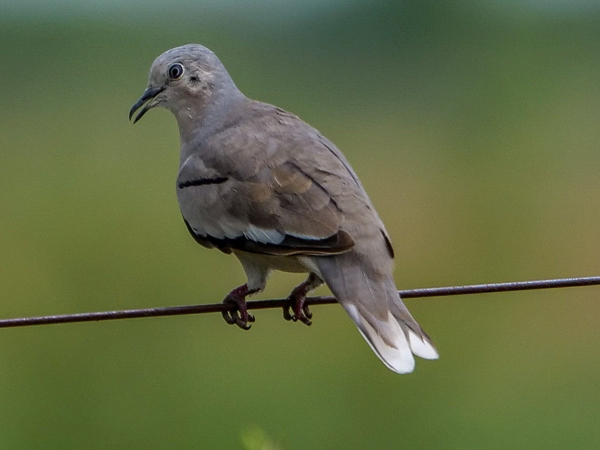 Picui Ground Dove - Roger Horn