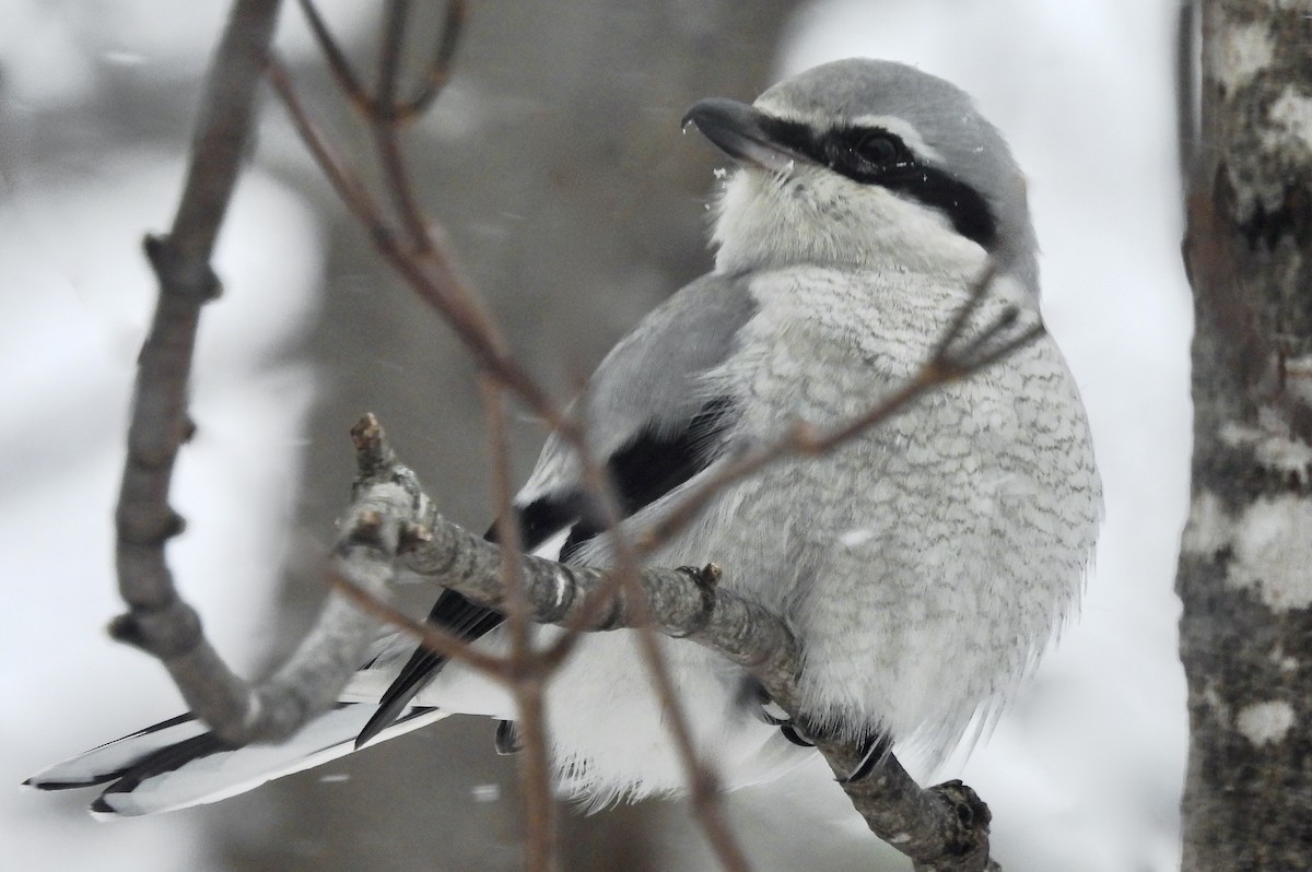 Умардын дунхай - ML528226611