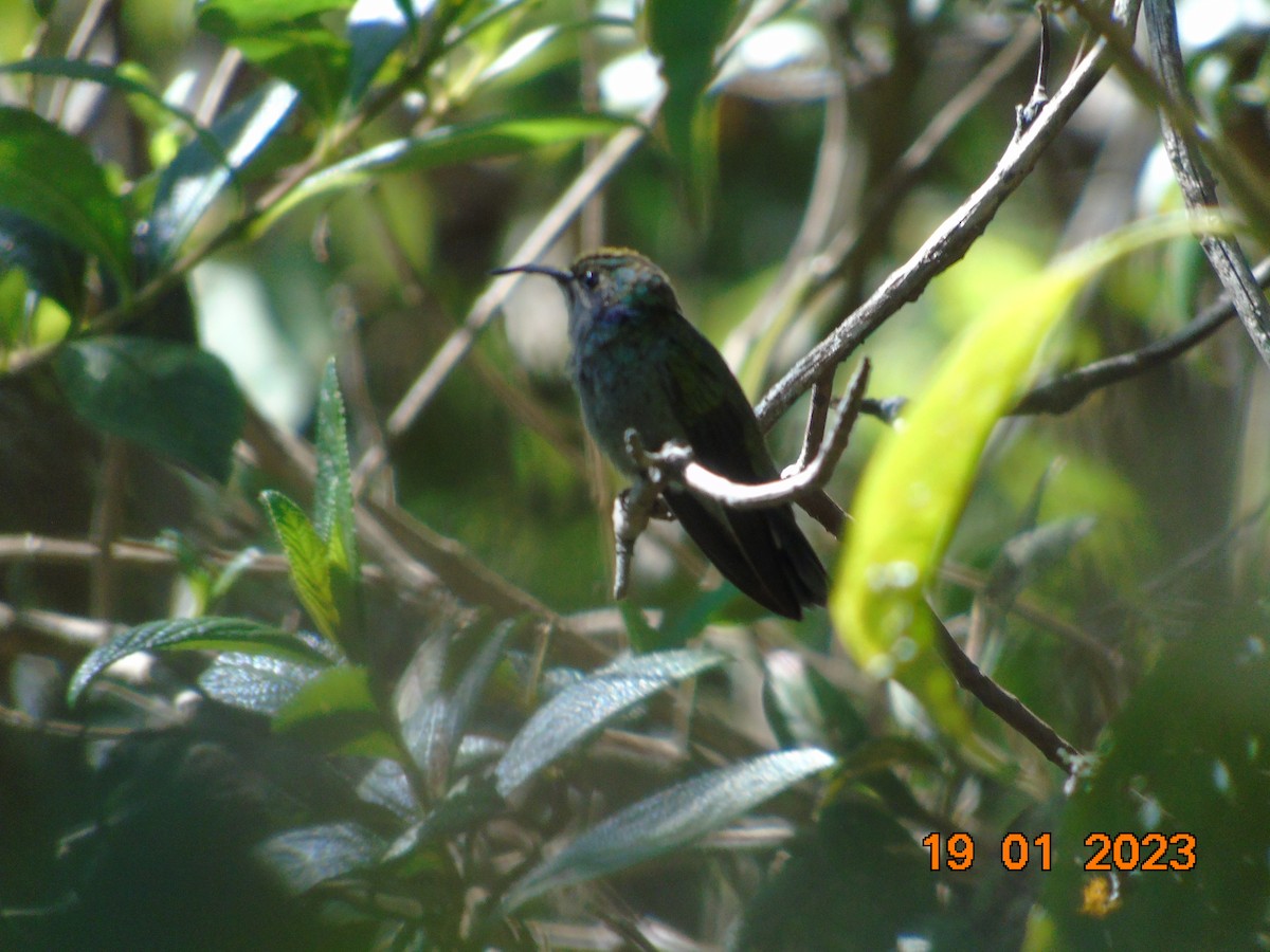 Mexican Violetear - Hermes Vega