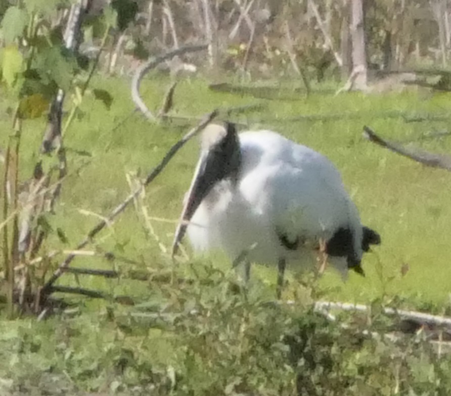 Wood Stork - ML528227541