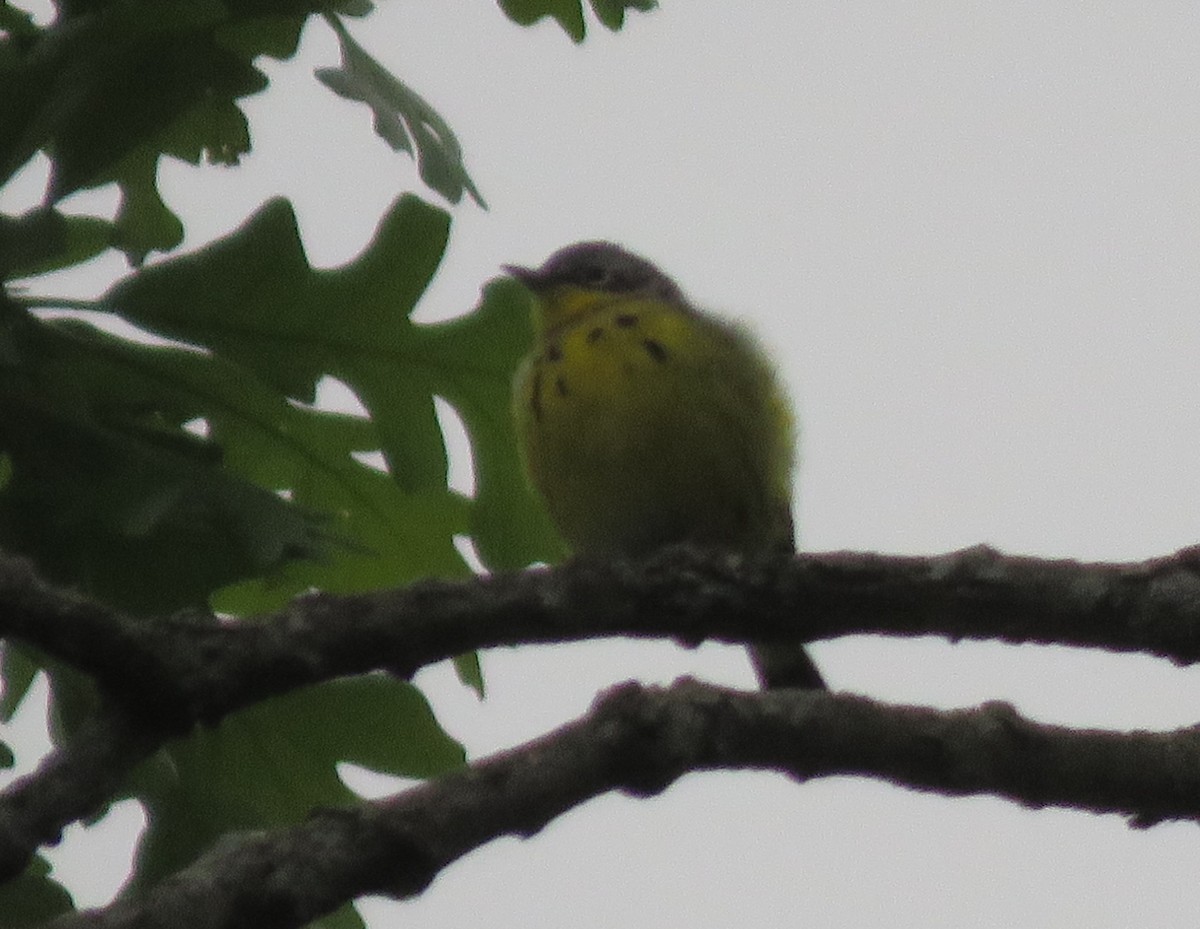 Magnolia Warbler - ML528227731