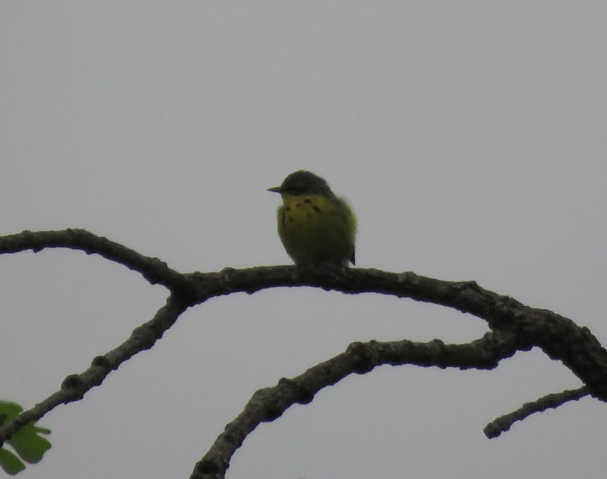 Magnolia Warbler - ML528227741