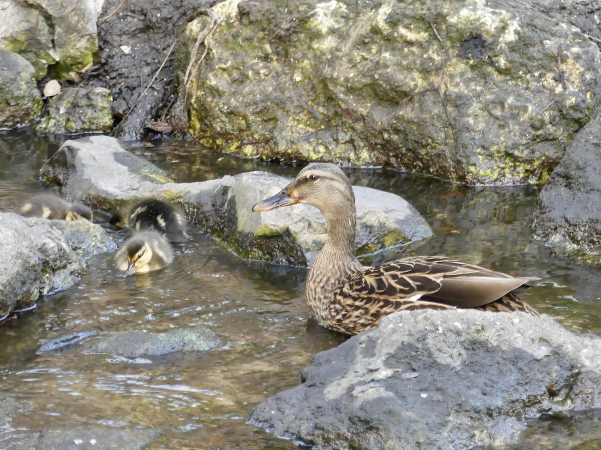 Mallard x Mottled Duck (hybrid) - Shelley Rutkin