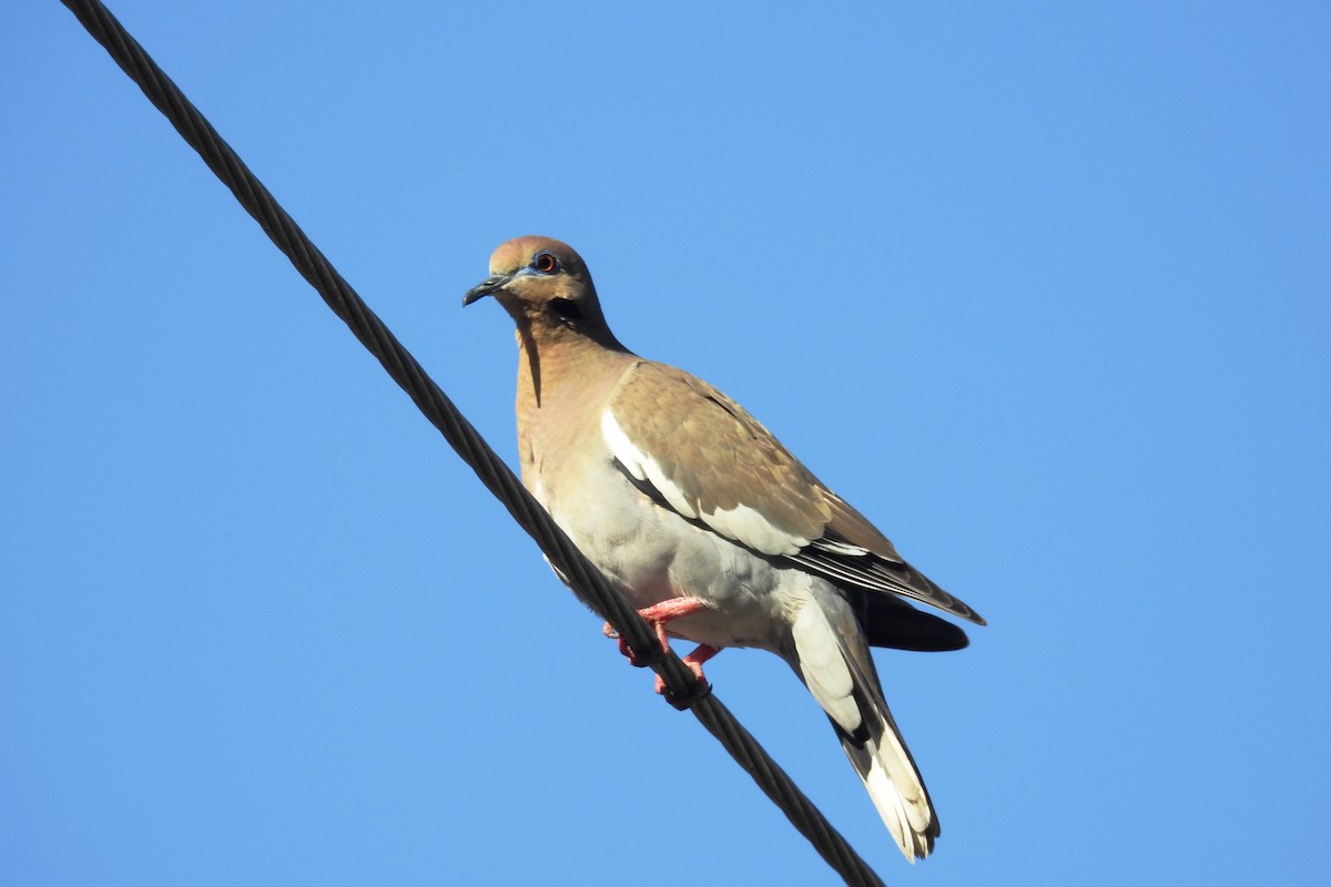 White-winged Dove - ML528230121