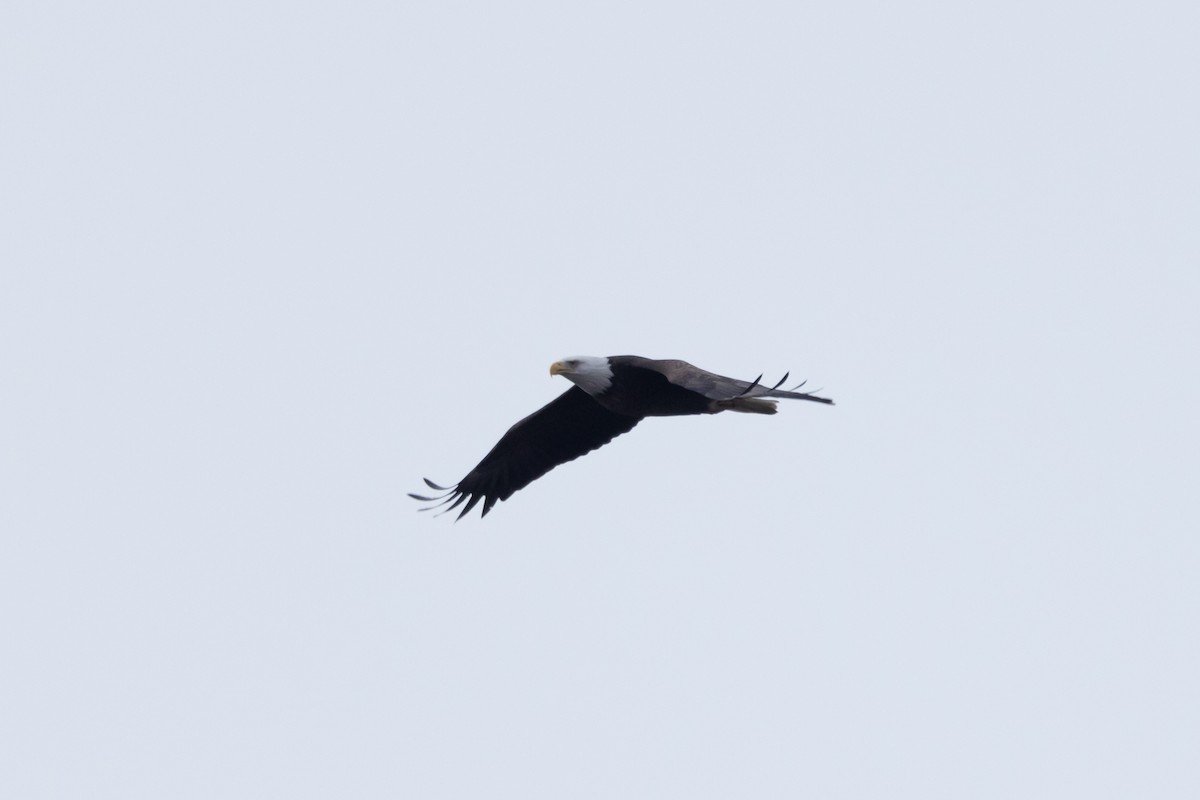 hvithodehavørn - ML528230681
