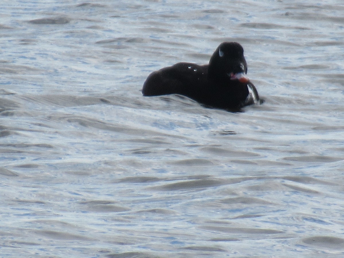 White-winged Scoter - ML528230981