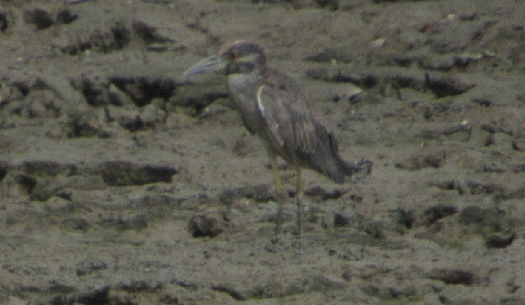 Yellow-crowned Night Heron - ML528232991