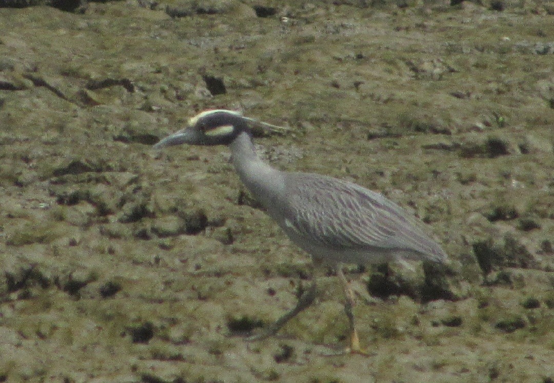 Yellow-crowned Night Heron - ML528233131