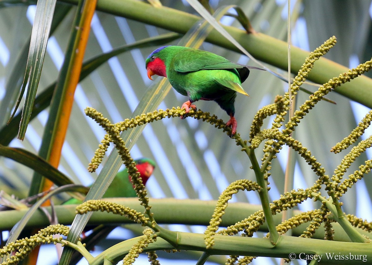 Blue-crowned Lorikeet - Casey Weissburg