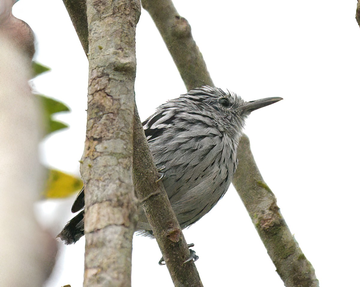 Pacific Antwren - David Swain