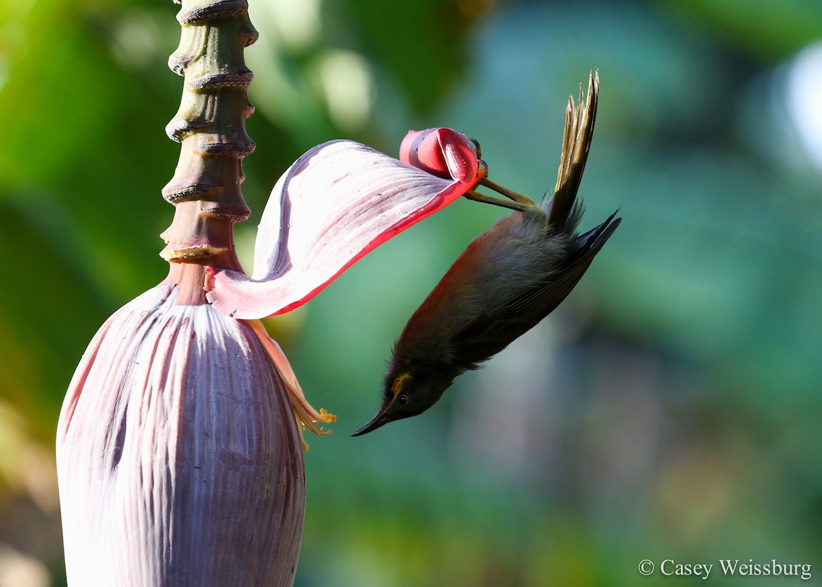 Eastern Wattled-Honeyeater - ML52823511