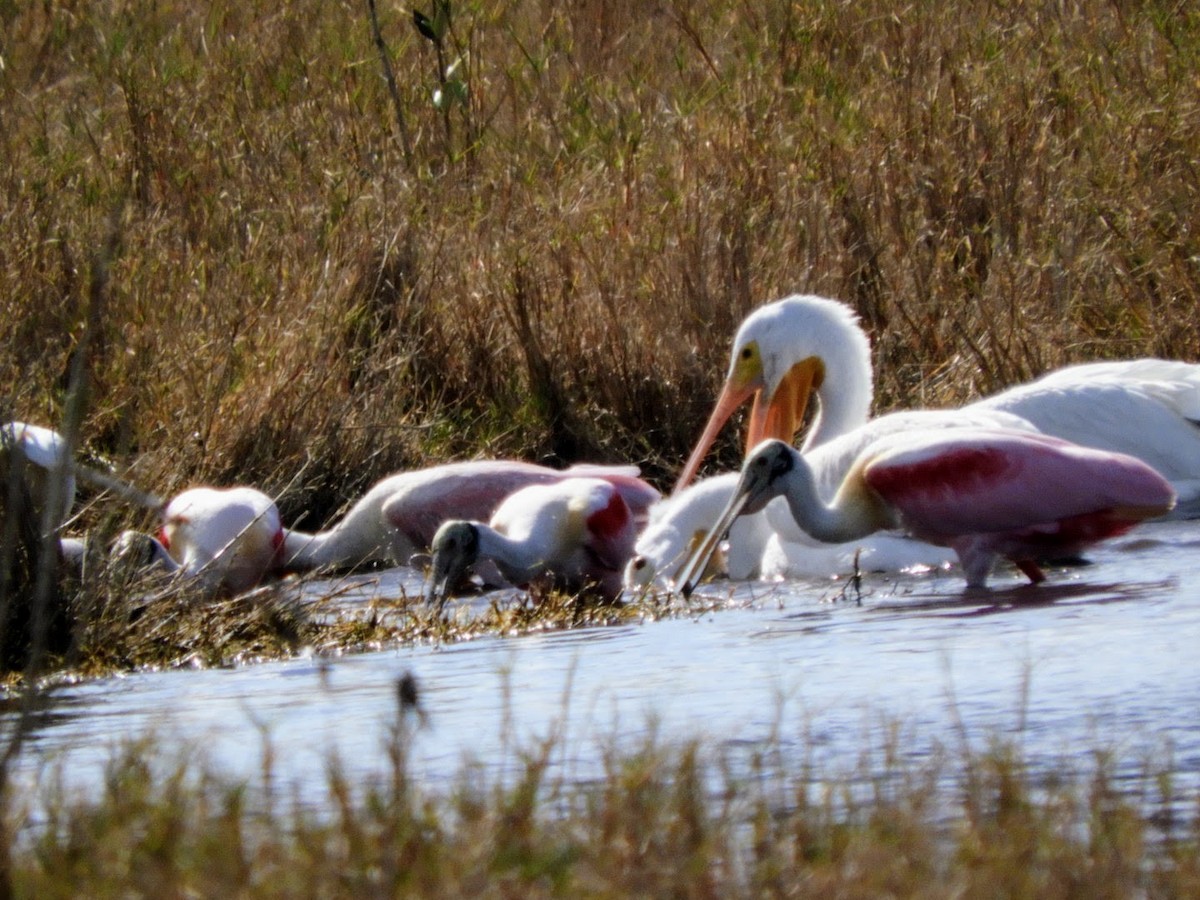 Roseate Spoonbill - ML528235211