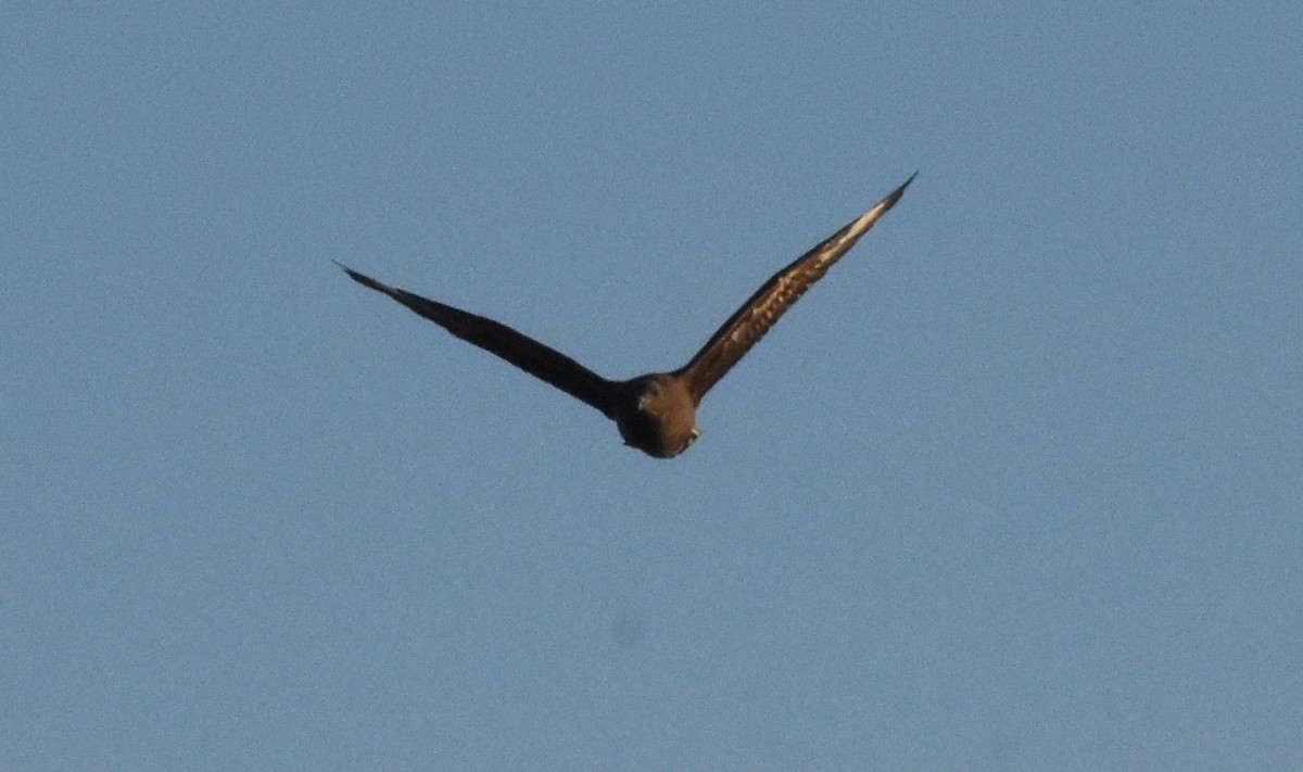 Brown Skua - Pamela Jones