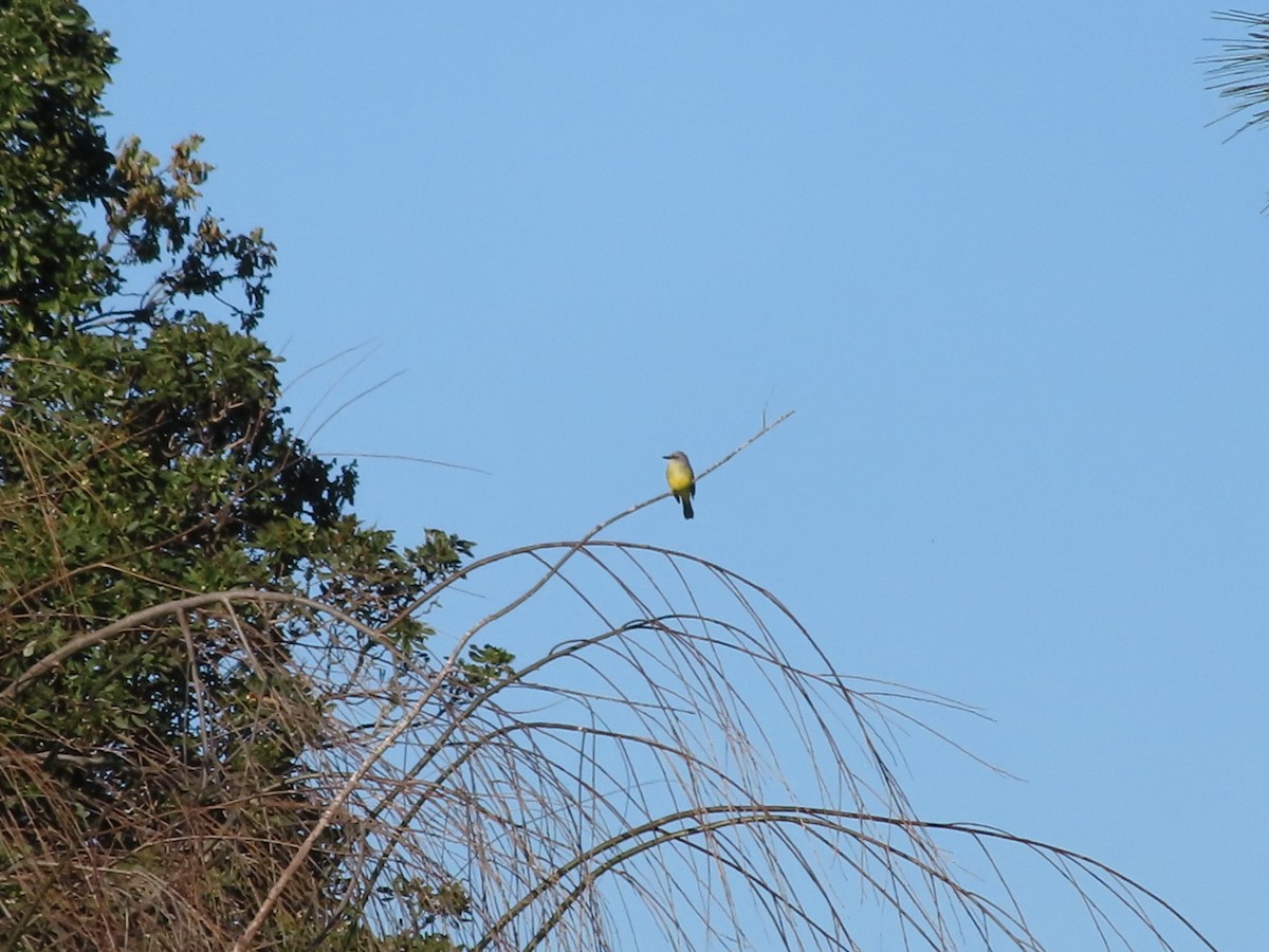 Tropical Kingbird - ML528235741