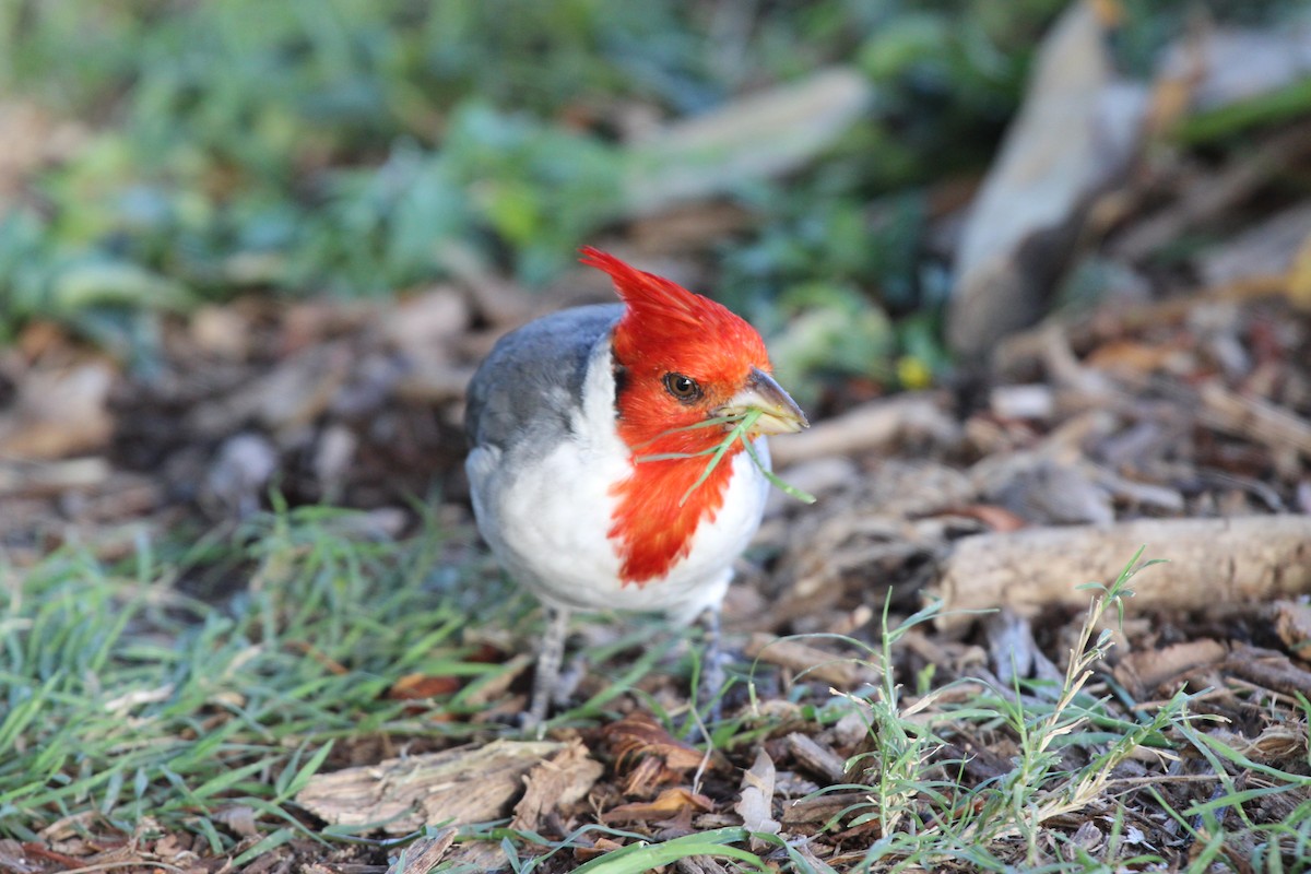 Red-crested Cardinal - ML528238251
