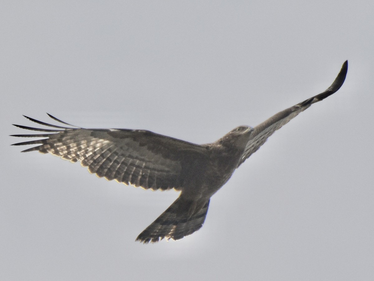 Oriental Honey-buzzard - ML528238701