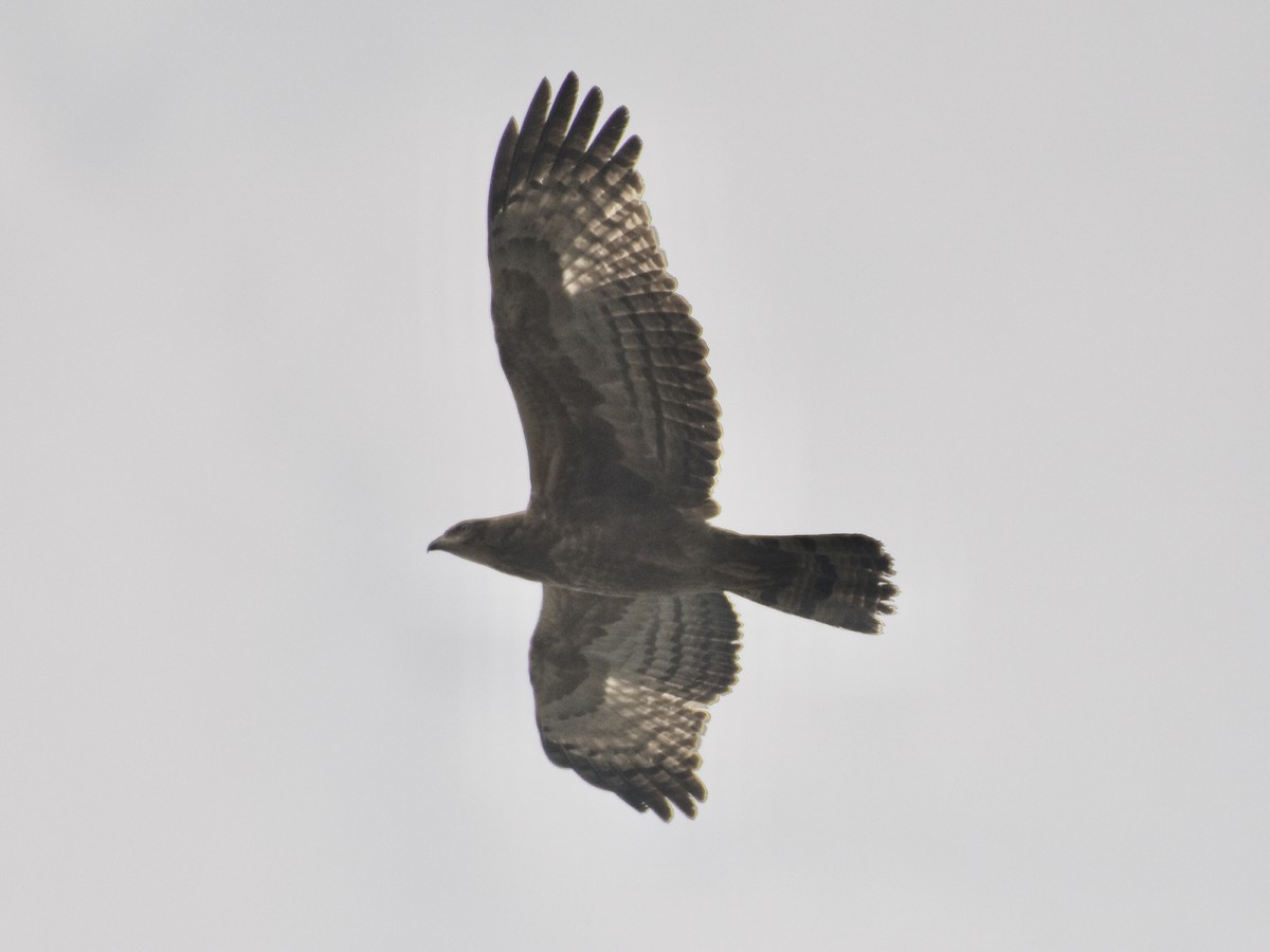 Oriental Honey-buzzard - ML528238721