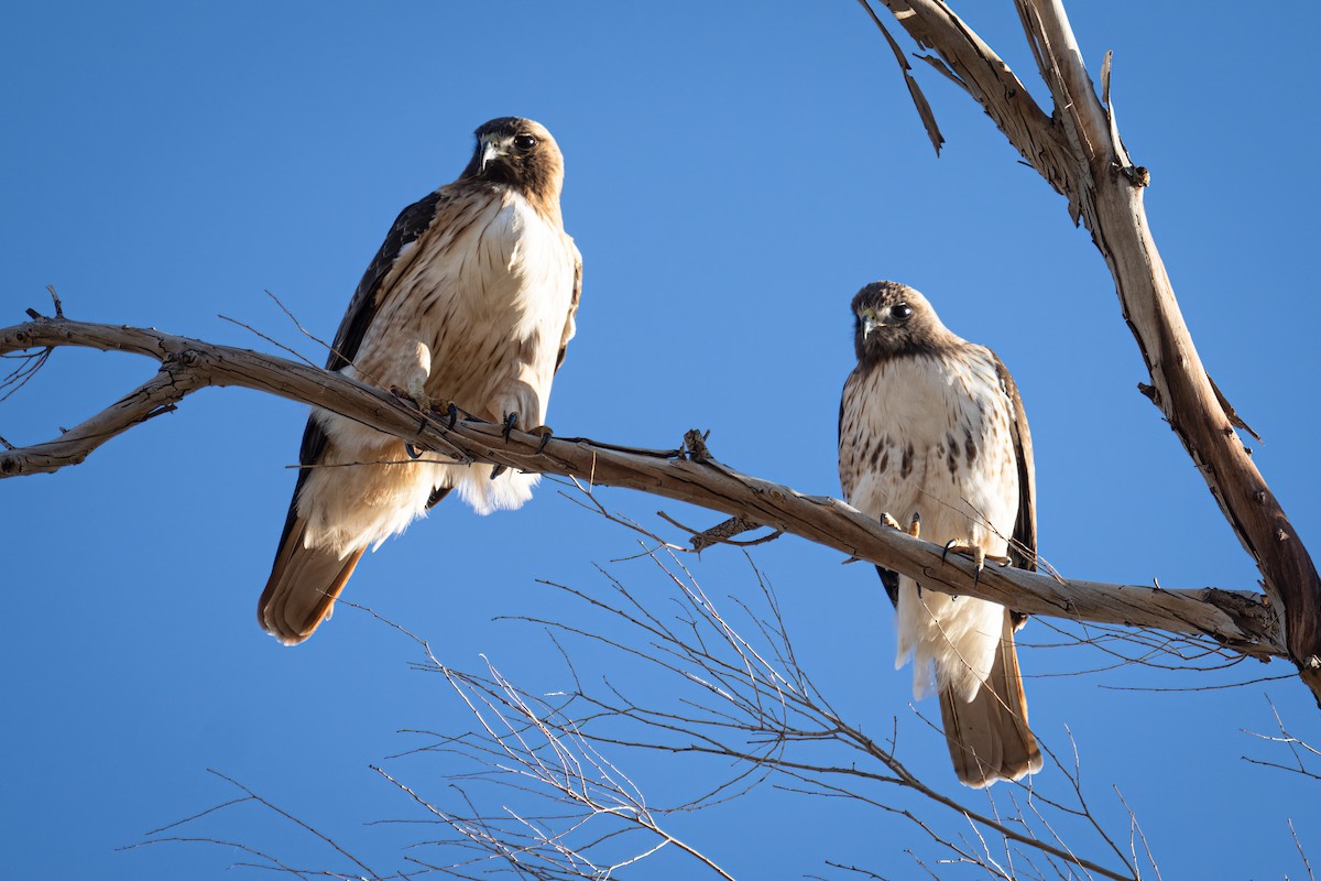 Rotschwanzbussard - ML528238941
