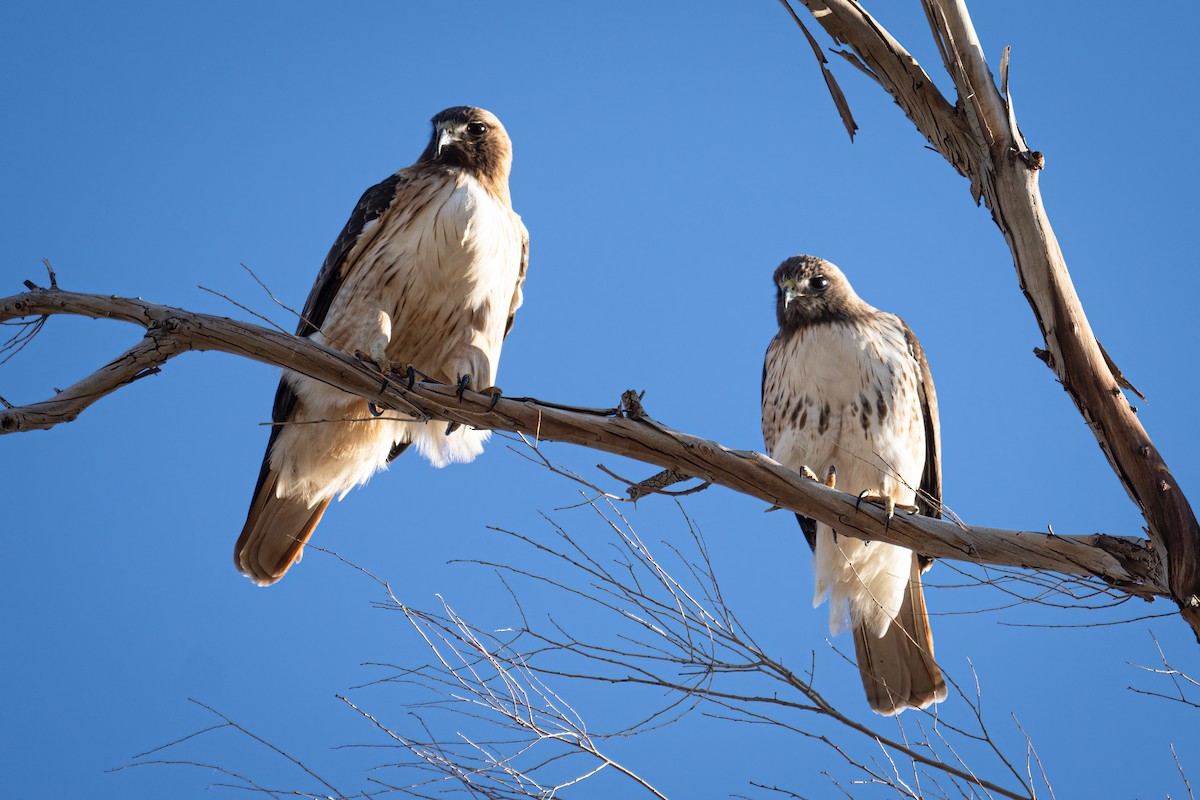 Red-tailed Hawk - ML528238941