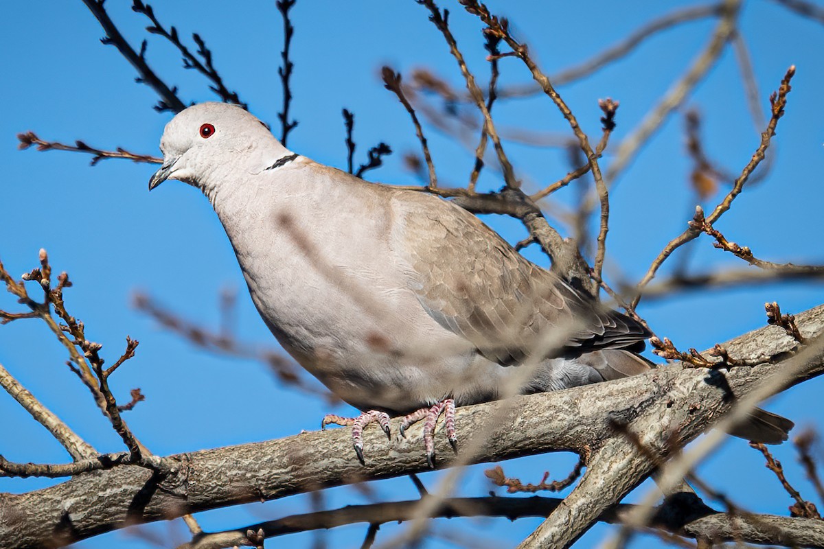 Eurasian Collared-Dove - ML528239281
