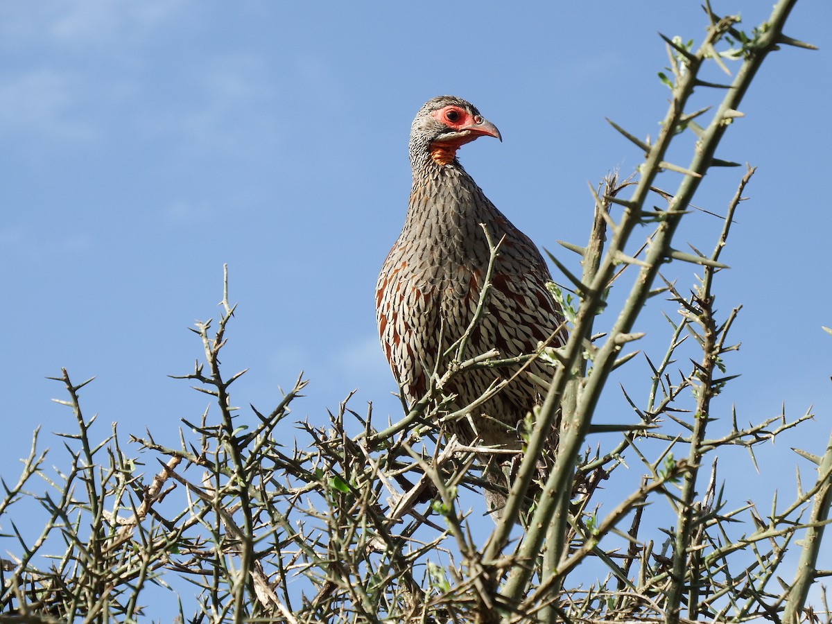 Gray-breasted Spurfowl - ML528240411