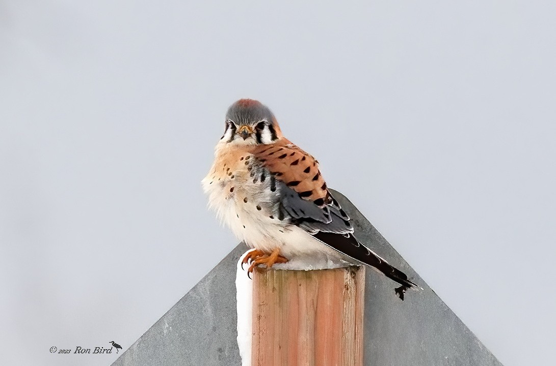 American Kestrel - ML528242381